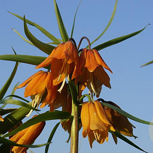 Fritillaria 'Early Dream' 15-18 verpakt per 10