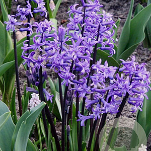 Hyacinthus 'Multiflora Blauw' 10 cm verpakt per 25