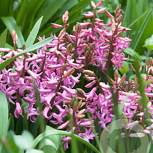Hyacinthus 'Multiflora Roze' 10 cm verpakt per 25