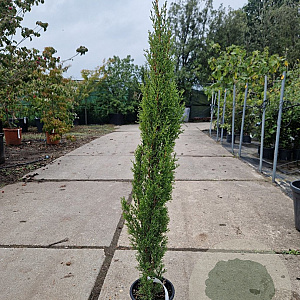 Cupressus semp. 'Totem' 100-125 cm 3,0L