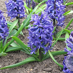 Hyacinthus orientalis 'Blue Pearl' 15-17CM verpakt per 50