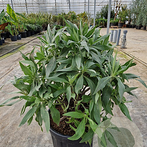 Echium candicans 60-70 cm 30L