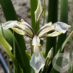 Iris foetidissima 'Citrina' GM P9