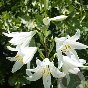 Lilium candidum 18-20 cm verpakt per 25