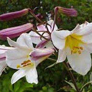 Lilium regale 18-20 cm verpakt per 25