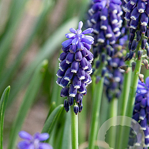 Muscari armeniacum Night Eyes verpakt per 100