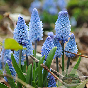 Muscari azureum verpakt per 100