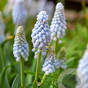 Muscari Babys Breath 8 cm verpakt per 100