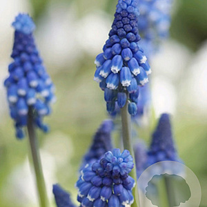 Muscari botryoides 'Superstar' verpakt per 100