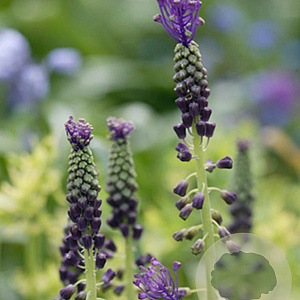 Muscari comosum verpakt per 100