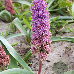 Muscari comosum 'Plumosum' 8-9 cm verpakt per 100