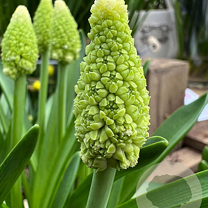 Muscari 'Lady Madonna' verpakt per 100
