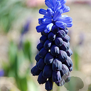 Muscari latifolium verpakt per 100