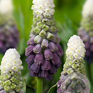Muscari latifolium 'Grape Ice' 5 cm verpakt per 100