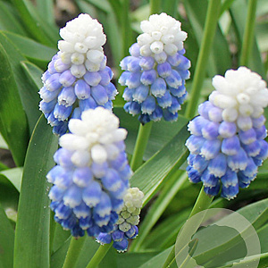 Muscari 'Mountain Lady' verpakt per 100
