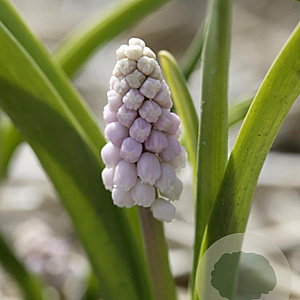 Muscari 'Pink Sunrise' 5 cm verpakt per 100