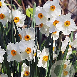 Narcissus 'Geranium' 12-14 cm verpakt per 100