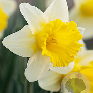 Narcissus 'Goblet' 12-14 cm verpakt per 100