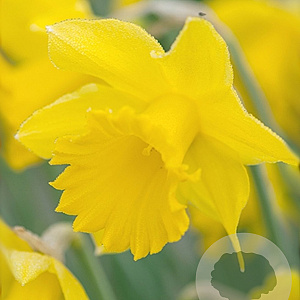 Narcissus 'Golden Harvest' 12-14 cm verpakt per 100