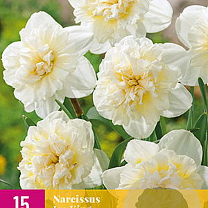 Narcissus 'Ice King' 12-14 cm verpakt per 100