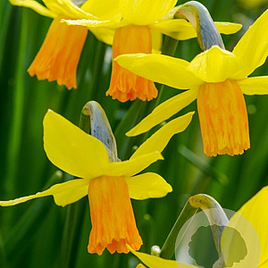 Narcissus 'Jetfire' 10-12 cm verpakt per 100