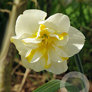 Narcissus 'Lemon Beauty' 12-14 cm verpakt per 100