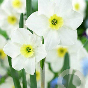 Narcissus 'Lieke' 12-14 cm verpakt per 100