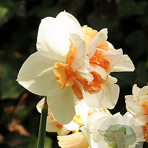 Narcissus 'My Story' 12-14 cm verpakt per 100