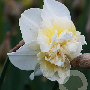Narcissus 'Obdam' 12-14 cm verpakt per 100