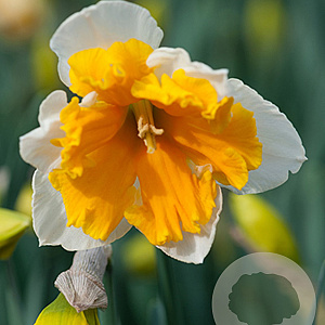 Narcissus 'Orangery' 12-14 cm verpakt per 100