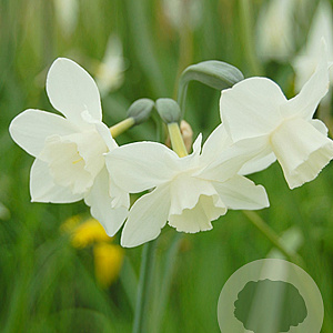 Narcissus 'Pueblo' 12-14 cm verpakt per 100