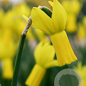 Narcissus 'Rapture' 10-12 cm verpakt per 100