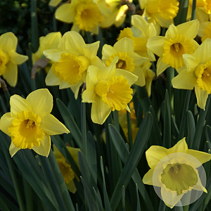 Narcissus 'Reynveld Early Sensation' 10-12 cm verpakt per 100
