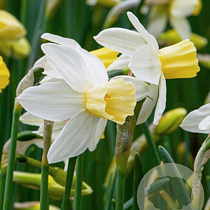 Narcissus 'Sailboat' 10-12 cm verpakt per 100