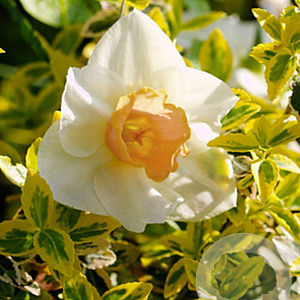 Narcissus 'Salome' 12-14 cm verpakt per 100