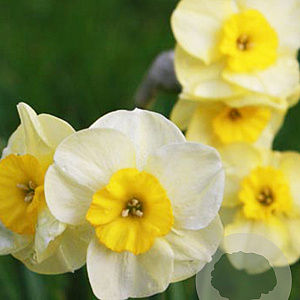 Narcissus 'Sun Disc' 10-12 cm verpakt per 100