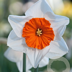 Narcissus Bella Vista 12-14 cm verpakt per 100