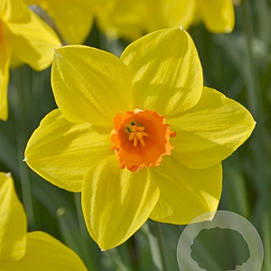 Narcissus Brackenhurst 12-14 cm verpakt per 100