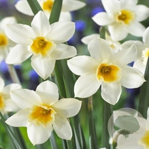 Narcissus 'Frosty Snow' 12-14 cm verpakt per 100