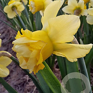 Narcissus Milena 10-12 cm verpakt per 100