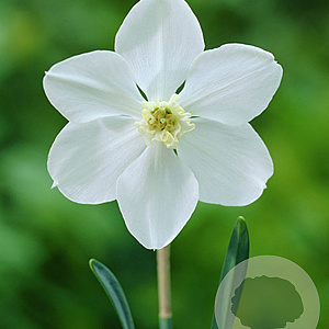 Narcissus Polar Ice 12-14 cm verpakt per 100