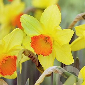 Narcissus Red Devon 12-14 cm verpakt per 100