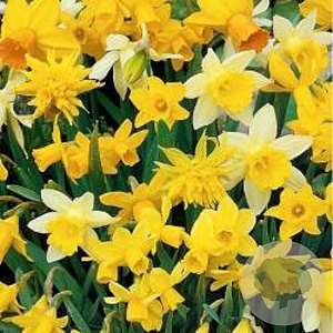Narcissus Species Mix 12-14 cm verpakt per 100