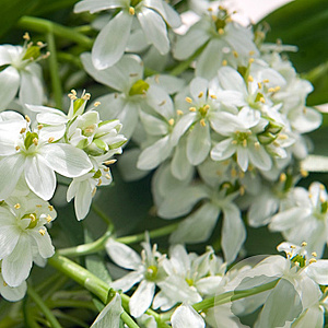 Ornithogalum balansae verpakt per 100