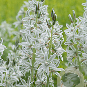 Ornithogalum nutans verpakt per 100
