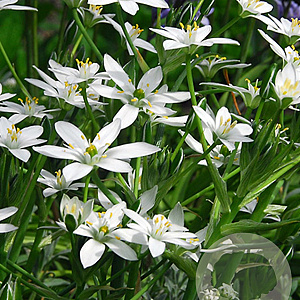 Ornithogalum umbellatum verpakt per 100