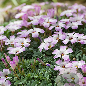 Oxalis adenophylla verpakt per 100