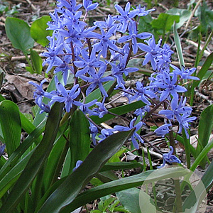 Scilla bifolia 5 cm verpakt per 100
