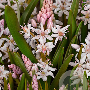 Scilla bifolia 'Rosea' 5 cm verpakt per 100