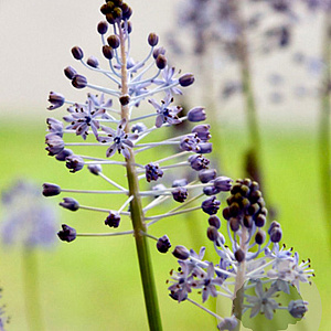 Scilla litardierei verpakt per 100